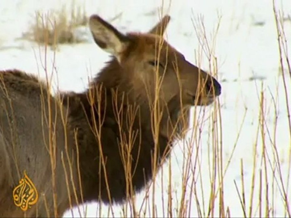 Endangered wolf poses danger