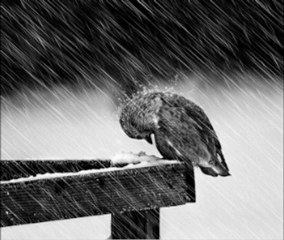 Özgür Gümüşsoy - Lan bi gidin