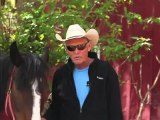 Horseback Riding Ottawa - What makes a trail horse a happy horse?