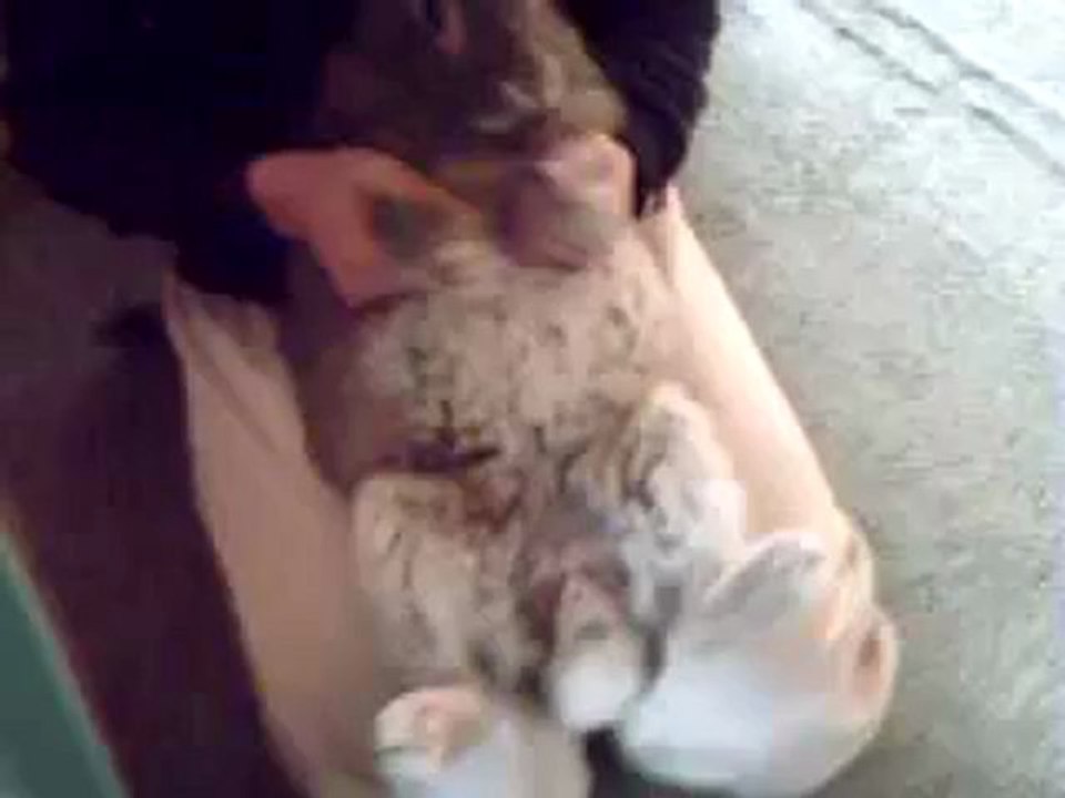 Mon lapin fifi (hommage)