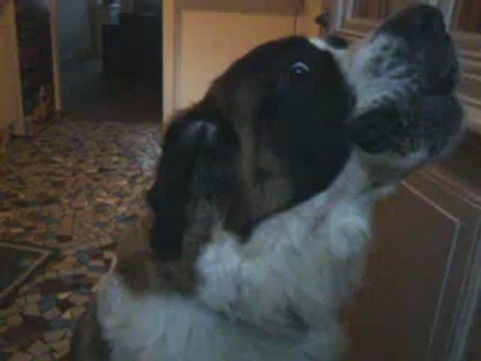 saint bernard
