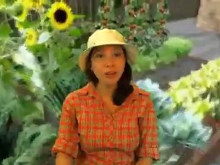 Pet Bed Kool Bed Review