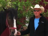 Horseback Riding Ottawa - What is a horseback trail riding adventure?