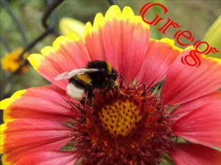 moje hobby -) (gugreg) _Tajemniczy_ cz 2