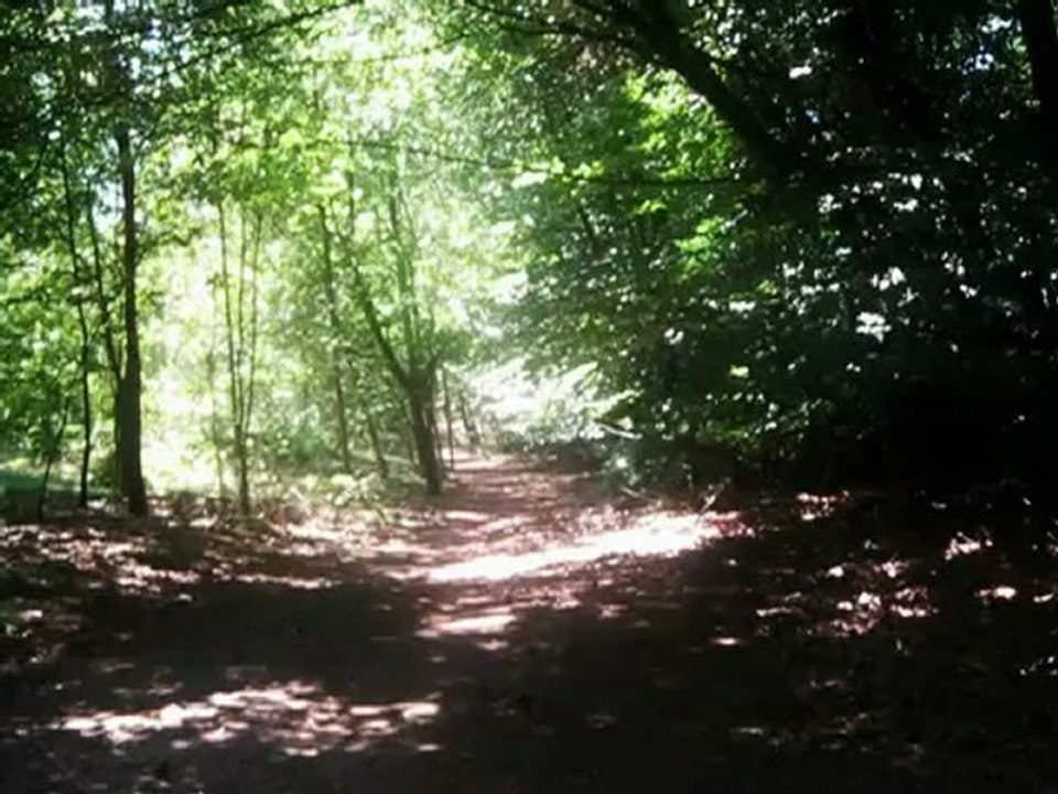 Minuet of Forest