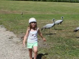 L'imitation oiseau