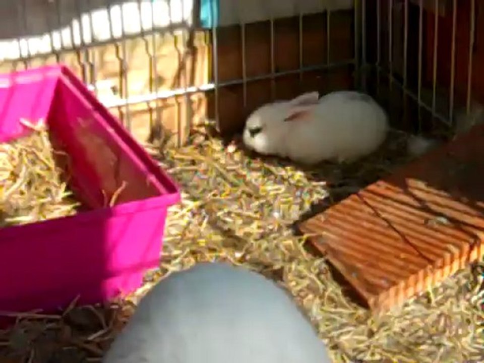 Bébés lapins plume 19 jours