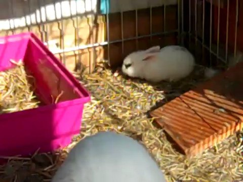 Bébés lapins plume 19 jours