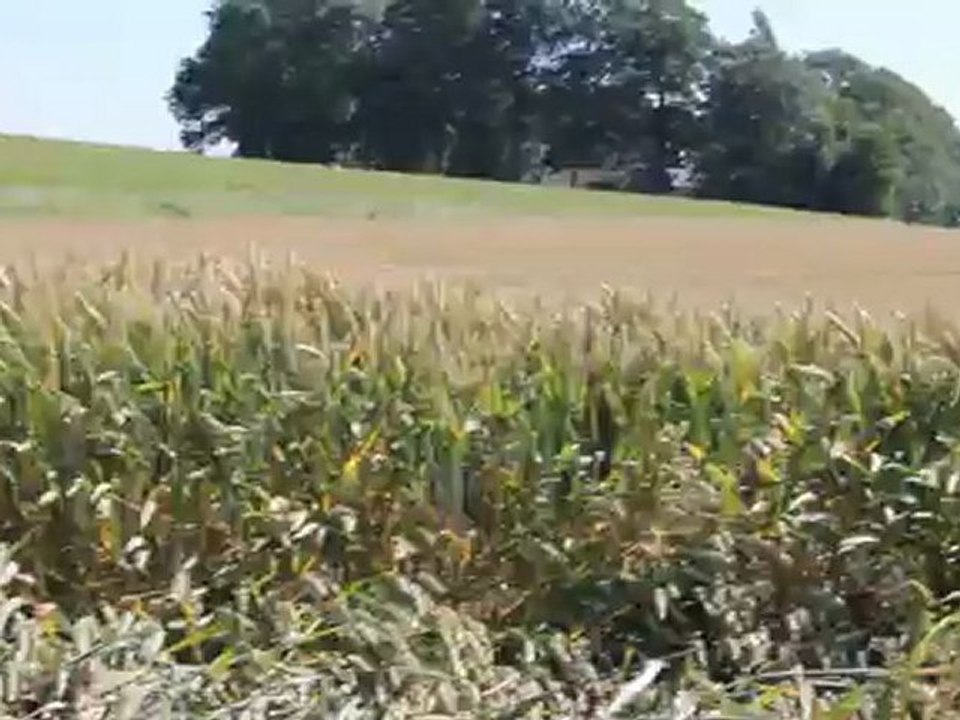 Les tigres dans le blé