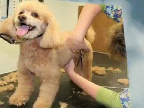 Bed Bath Barks (904) 259-1120