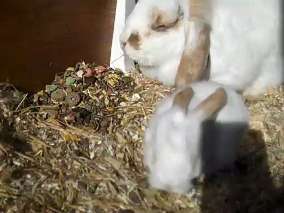 Bébés lapins nuage 18 jours