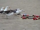 Seagulls on Laxatives Prank