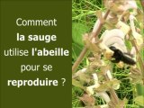 Comment la sauge utilise l'abeille pour se reproduire ?