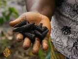 Shell's delayed clean up of the Niger Delta