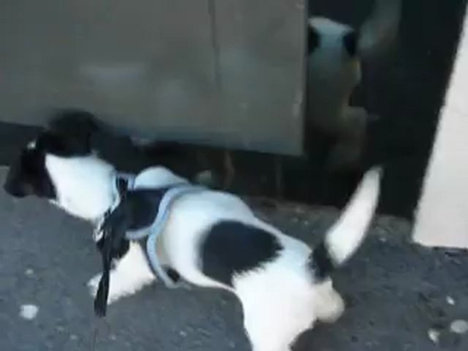 Hermione jack Russel 3 mois "jeu de miroir"