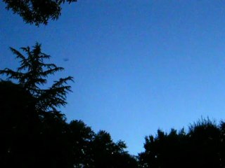 vol d'une chauve souris