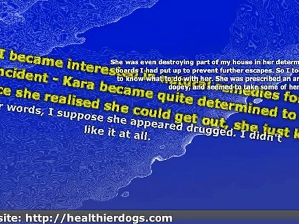 Dog Health Care Tips - How to Deal With Anxiety in Your Dog