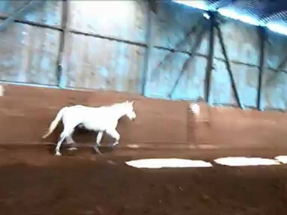 saut de puce fin à 1m30