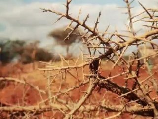 Fault Lines - Promo: Crisis in the Horn of Africa: Somalia's Famine