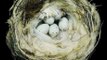 Sports Book Review: Nests: Fifty Nests and the Birds that Built Them by Sharon Beals