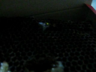 ana arı    18.07,2012 011