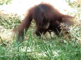 orang outan  beauval 2009.