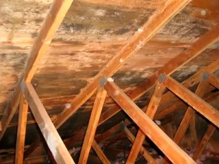 Mold Removal and Inspection Company in San Francisco CA