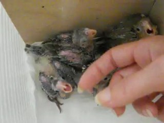 bébés callo dans le même nid !!!!!