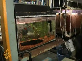 Scientists study whether cats can predict earthquakes