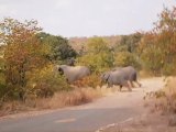 Eléphants - Kruger Park