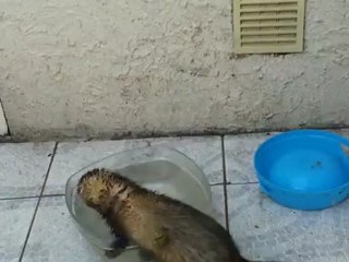 Bambou & Yoshi qui joue avec l'eau