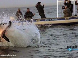 Slow Motion Shark Attack (HD)