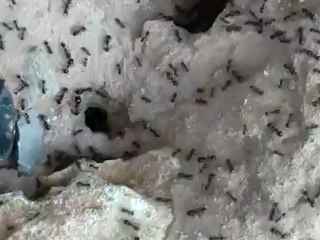 029.HDV-Mb1.A2-20120725.bob