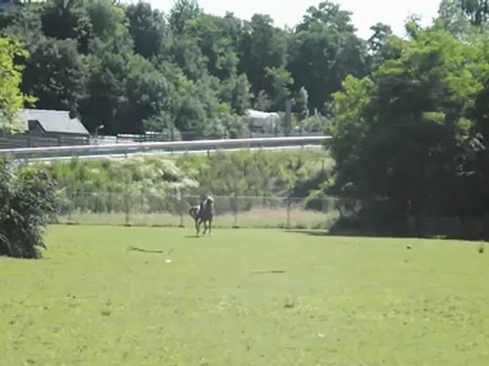 galop kaizer dans le pre