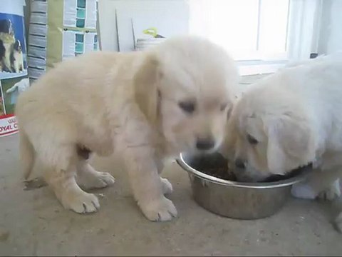 Le repas des chiots (6 semaines)