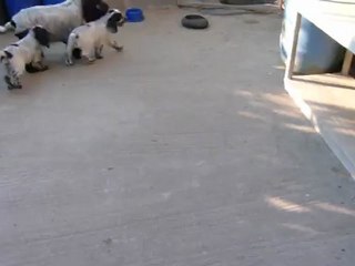 heidi assis20120725(200357)