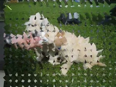 Les chiots ont déjà compris les ordres assis et coucher à 6 semaines !