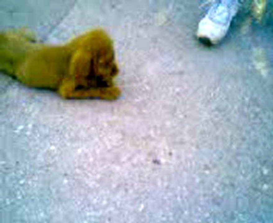 Video0007