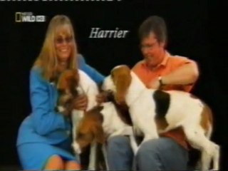 Download Video: Razas de perros: Y el hombre creo al perro...