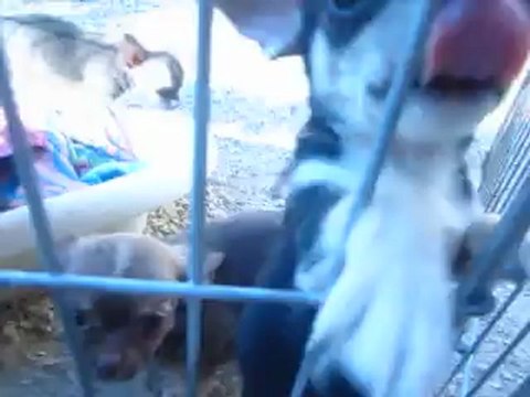 Une femelle chocolat poil long lof, une femelle beige charbonné lof, un mâle choco dilué poil long ,lof, et un mâle poil court tricolore lof.