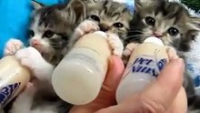 Голодные котята