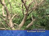 SICILIA TV (Favara) Pulizia alberi Villa San Pio di Favara