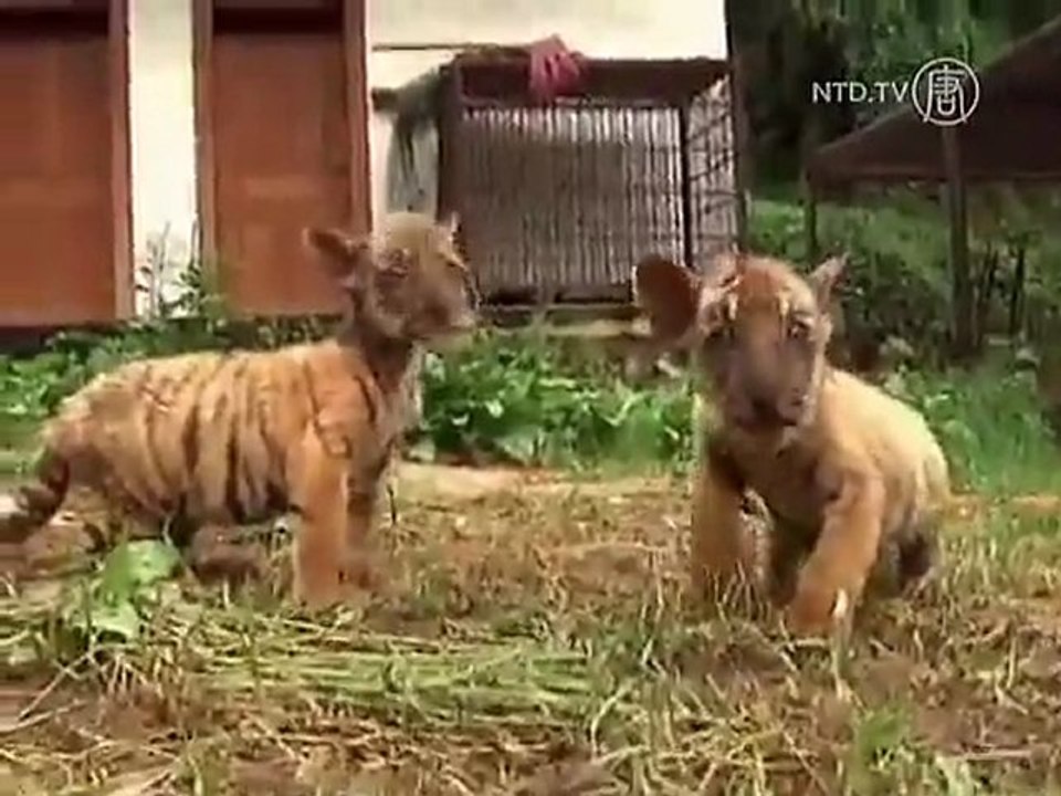 Two Tiger Cubs Fight For Survival