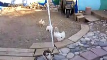 Les poulets de la basse cour sur -) MortDeRire.info