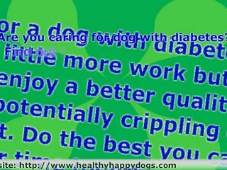 Controlling Canine Diabetes
