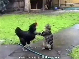 Les chats ninjas