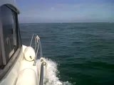 Des dauphins au large de la Normandie