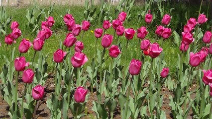 Papy jeanmarry the pink Half notes Californie