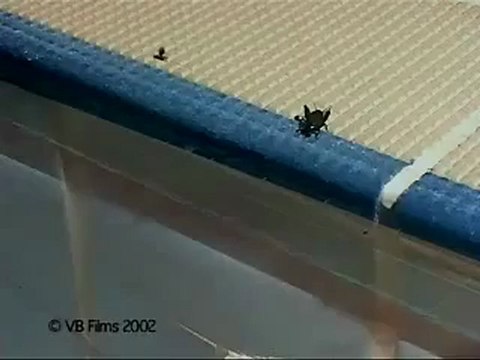 Ver parasite force un cricket à se suicider