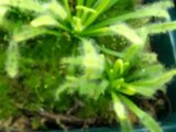 planta carnivora drosera capensis alba